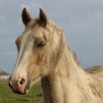 Żywienie źrebięcia po odsadzeniu – najczęstsze błędy i korekta horse-4530643_1280